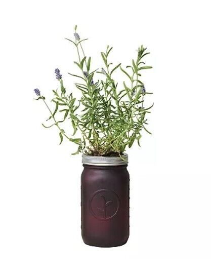 Modern Sprout Garden Jar - Grow with Self Watering Indoor Garden Kit - Lavender