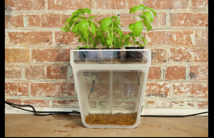 Back to the Roots’ Aquaponics Kit/ Self-Cleaning Fish Tank