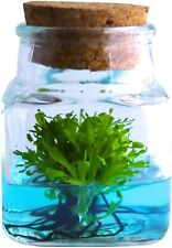 Venus Fly Trap, Maintenance Free 100% Growth Guarantee New  Product picture