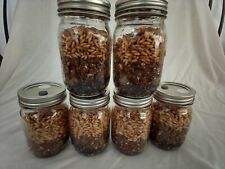 PINT Mushroom Jars READY ALL N 1 Sterilized Substrate Grain Grow Fast SHIP [A] picture